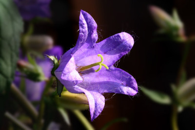 Filzige-Glockenblume.jpg