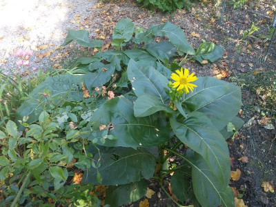 Silphie Blüte.jpg
