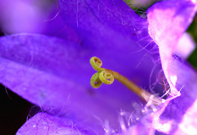 Filzige-Glockenblume-1.jpg