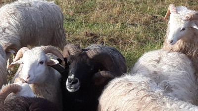 IMG-20191022-WA0002.jpeg