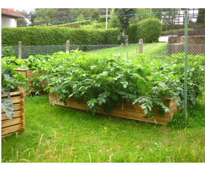 Kartoffelbeet_03.07.07_1.jpg