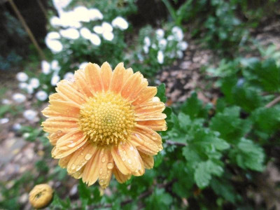 P1000158.JPG