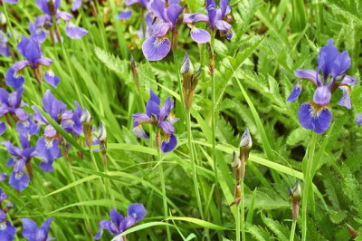 iris-sibirica3.jpg