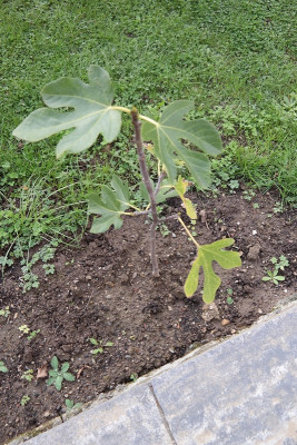 conadria 2019-11-02.jpg