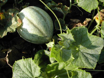 b_freilandmelone.jpg