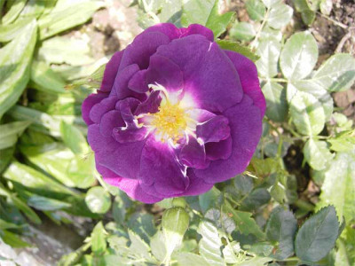 Rhapsody-in-Blue.jpg