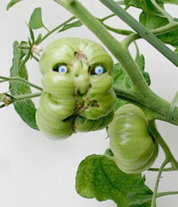 Elis_Tomatenmonster.jpg