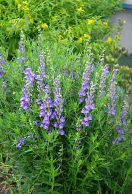 Scutellaria_baicalensis.14-2.jpg