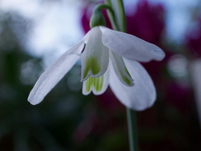 galanthus-peshmenii-regen.jpg