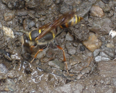 wespe-006.jpg