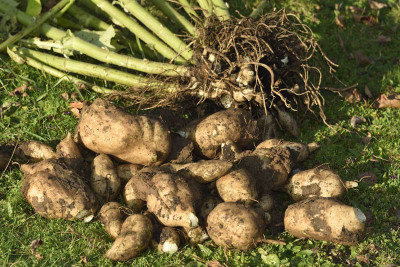 Yacon4.jpg