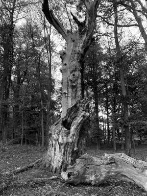 IMG-1605_Nik_DxO_1000px.jpg