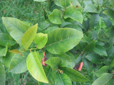 IMG_6613citrus.jpg