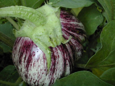 b_aubergine.jpg