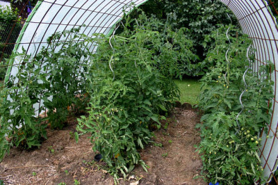 Tomaten0707.jpg
