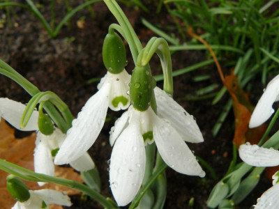 Galanthus elwesii var. monostictus.jpg