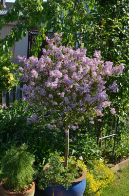 Syringa-Palibin.17-1.jpg