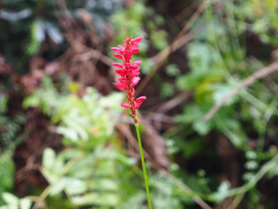 Persicaria amplexicaule Sämling PB030109.JPG