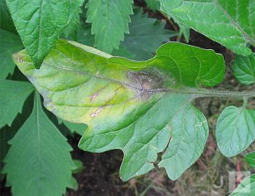 erkranktes-Blatt.jpg