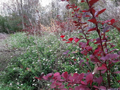 Herbst2.png