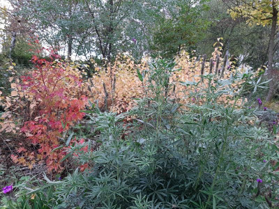 Herbst3.png
