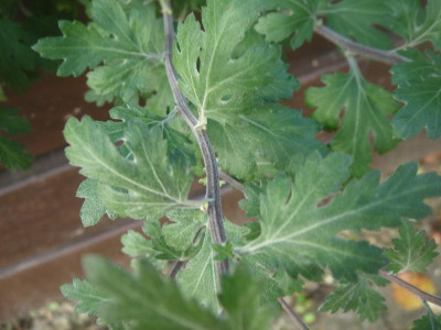 DSC07256.JPG