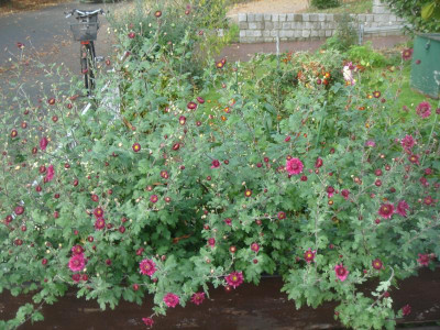 DSC07252.JPG