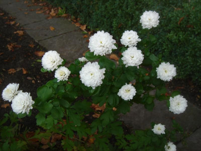 DSC07267.JPG