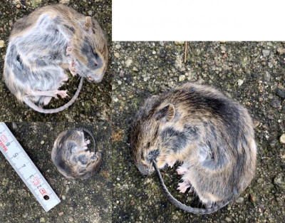 Maus.jpg