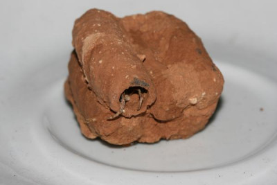 Sceliphron_sp_-_Wespe_01a.jpg