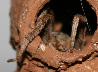 Sceliphron_sp_-_Wespe_01b.jpg