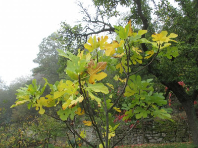 Weiße Feige 20191101_01.JPG