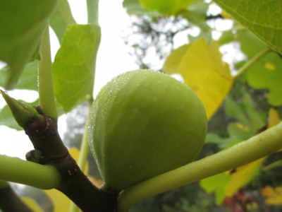 Weiße Feige 20191101_02.JPG