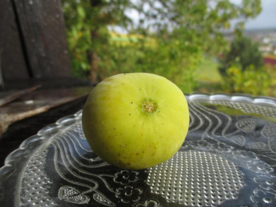 Weiße Feige 20191104_01.JPG
