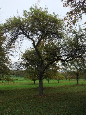 DSCF8069.JPG