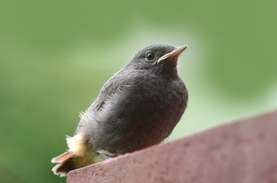 Flugge-3.jpg