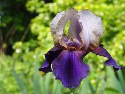 Iris Donnerwetter Überraschung P5240033.JPG