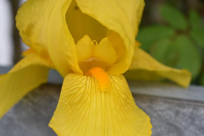 gelbe iris 001.JPG