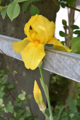 gelbe iris 003.JPG