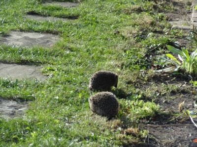 igel.JPG