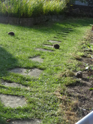 igel alle 3.JPG