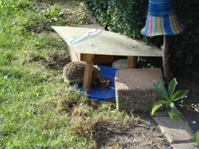 igel im Haus.JPG