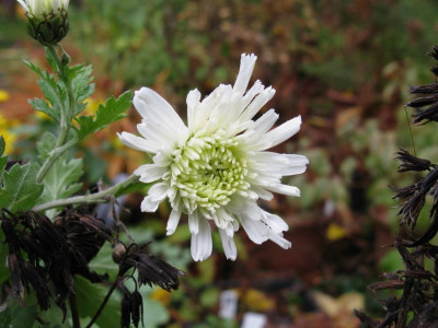 Weiße Nebelrose.JPG
