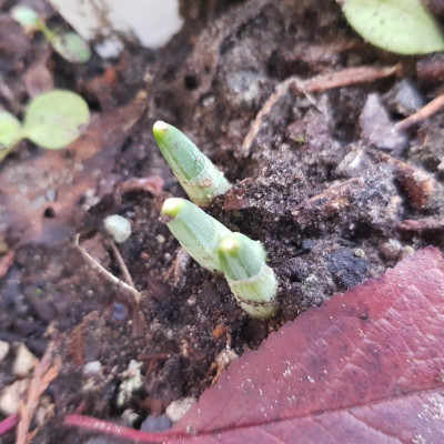 Galanthus 'Fly Fishing'_144558.jpg