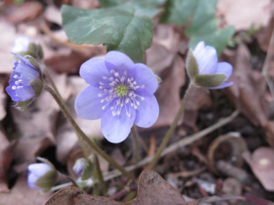 Hepatica Eichenbeet_7664.JPG