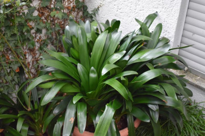 Clivia miniata 001.JPG