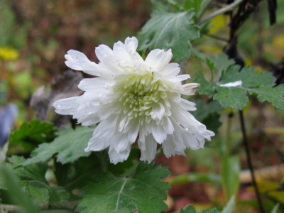 Weiße Nebelrose 2.JPG