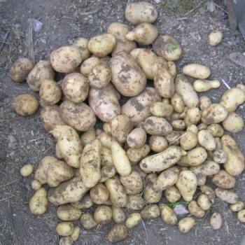 Kartoffeln_Ostara__-_LinzerDelikatess.jpg