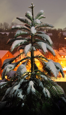 wollemia2009dez.jpg