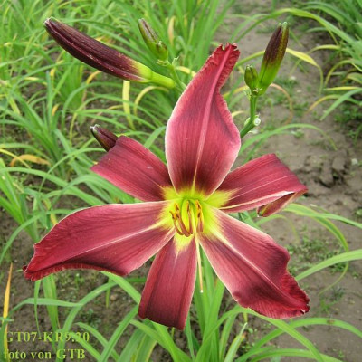 GT07-KR9.20_Tail_Feathers_X_Holly_Dancer_6224_r11.jpg